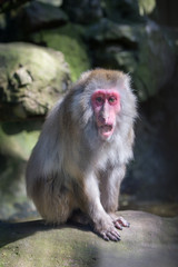 red faced monkey in the zoo