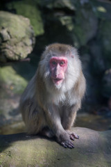 red faced monkey in the zoo
