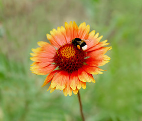 Bee on flower