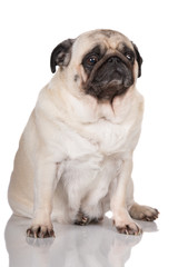 Obraz premium pug dog sitting