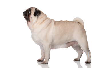 pug dog standing on white