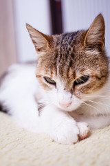 Fototapeta premium relaxing cat