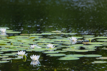 Obraz na płótnie Canvas white lilies on a summer river
