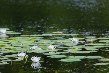 white lilies on a summer river