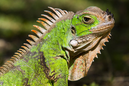 Close up, Head Shot, of a Green or Common Iguana (Iguana iguana) Basking in Caribbean Sunlight. Saint Vincent and the Grenadines