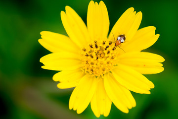 Bug on yellow flower