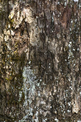 Texture of wood