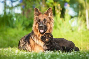 German shepherd dog with little puppies