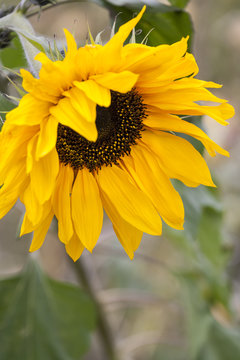 Yellow sunflower close up image