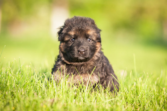 German shepherd puppy sitting in the grass