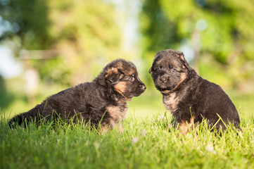 Group of two little german shepherd puppies sitting on the lawn