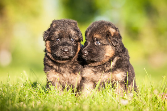 Two little german shepherd puppies in summer