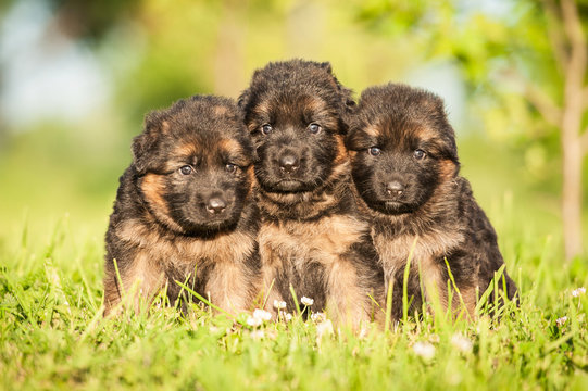 Group of three little german shepherd puppies