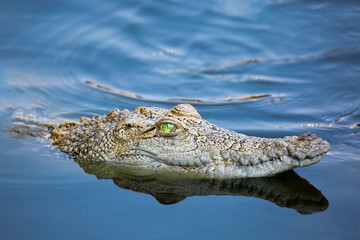 Wunderschönes Krokodil