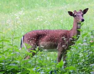 Whitetail deer doe and fawn in a beanfield in late evening