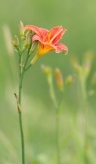 Gelbrote Taglilie / Yellow day lily