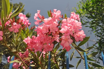 Rosa blühender Oleander