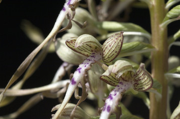 Bocksriemenzunge, Himantoglossum hircinum,