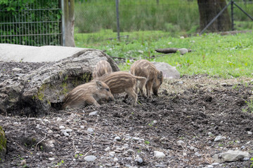 Wildschwein