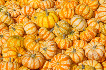 Colorful pumpkins