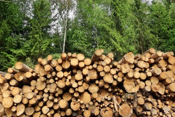 Woodpile From Sawn Pine And  Spruce Logs For Forestry Industry