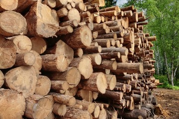 Woodpile From Sawn Pine And  Spruce Logs For Forestry Industry