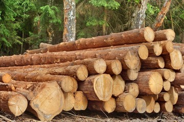 Woodpile From Sawn Pine And  Spruce Logs For Forestry Industry