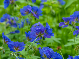 Wild Flowers