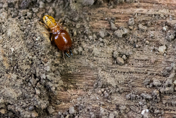 termite on rotten wood, with termite holes.