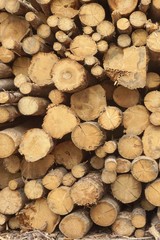 Many Big Pine Wood logs In Large Woodpile Background Texture