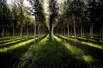 Cricket Bat Forest