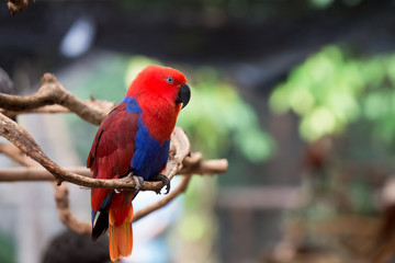 Colorful red parrot bird.