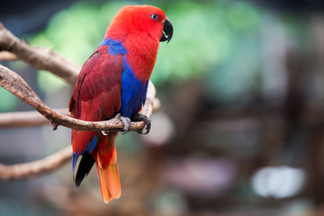 Colorful red parrot bird.