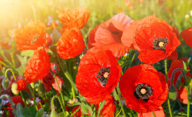 Poppies