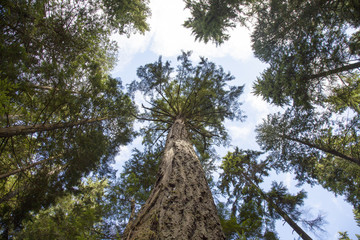 looking up at pine trees in forest