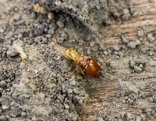 termite on rotten wood, with termite holes.