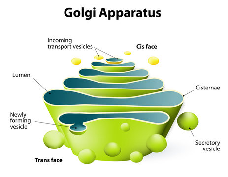 Golgi apparatus or Golgi body
