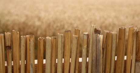 Fototapeta premium Reed fence
