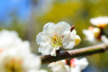 Plum Blossoms In Umegaoka, Tokyo, Japan