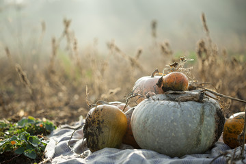 Pumpkin patch field on a farm in the fall