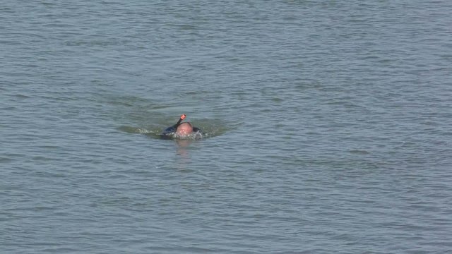 Swimmer in a mask and flippers swims in the river