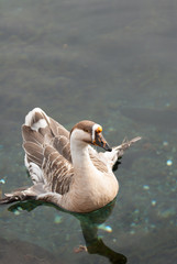 Goose at Lake Ashi in Hakone, Kanagawa Prefecture, Japan