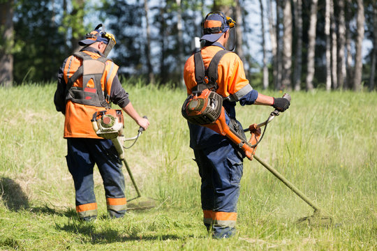 Landscapers men gardeners cutting grass with string lawn trimmers
