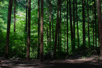 Forest near Yuhi waterfall in Odawara, Kanagawa Prefecture, Japan