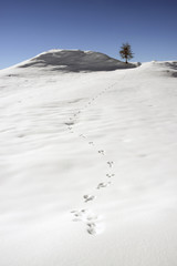 Fototapeta na wymiar Footstep in snow