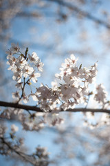 Cherry Blossoms, Tokyo, Japan