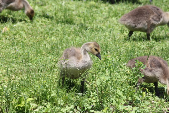 Fuzzy little goslings (Canada Geese) about 1 month old playing in the grass and foraging for food, 