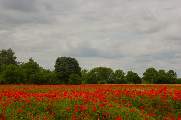 Getreidefeld mit Klatschmohn bei Blankenburg (Berlin)