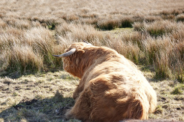 Majestic highland bull 