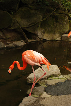 Fototapeta Flamingo at Saboten Koen zoologic park in Izu, Shizuoka Prefecture, Japan